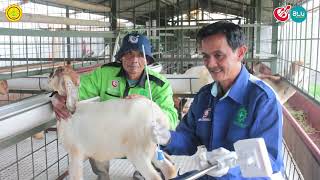 Inseminasi Buatan (IB) pada Domba atau Kambing.