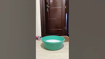 Енот Тема не хочет мыть лапы