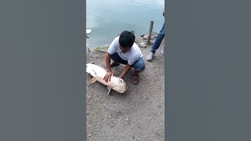 cá tra bò hồ câu hải long vương