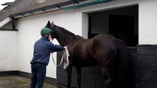 Teasing a Mare | Safety