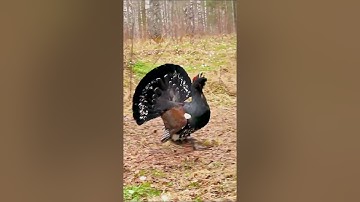 Capercaillie Bird #shorts #short