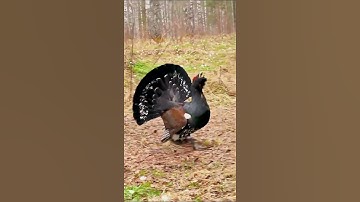 Capercaillie Bird #shorts #short