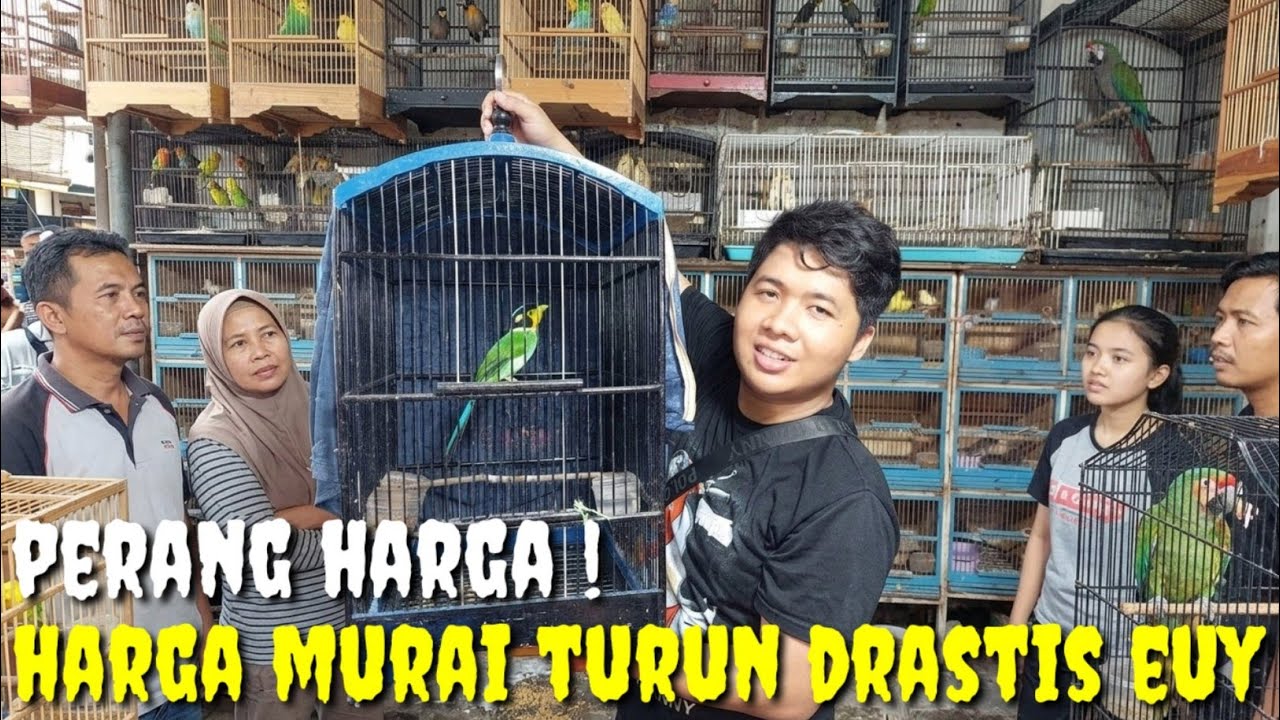 UEDAN INI MAH..! HARGA MURAI DI KIOS INI ANJLOK BIKIN KONDISI PRAMUKA TAMBAH RUNYAM