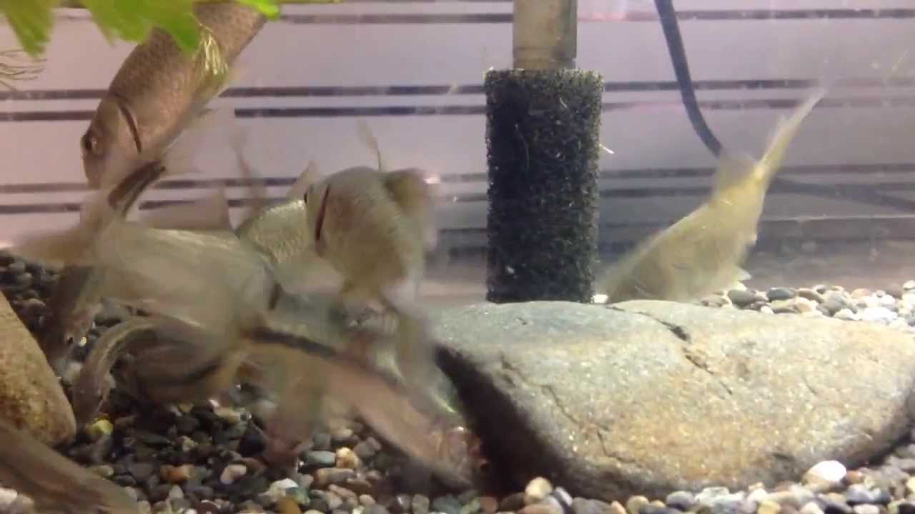 フナってどんな魚 基礎知識から飼育などを詳しく紹介 Leisurego 5ページ目 Leisurego Part 5