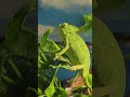 Kameleon jemeński (Chamaeleo calyptratus).