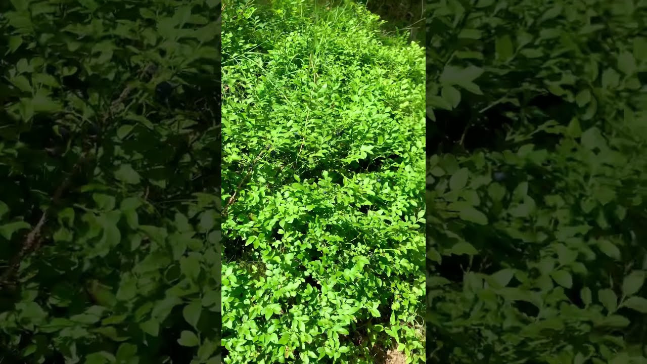 Patch of wild low bush blueberries in German Harz Forest | Heidelbeeren (Vaccinium angustifolium)
