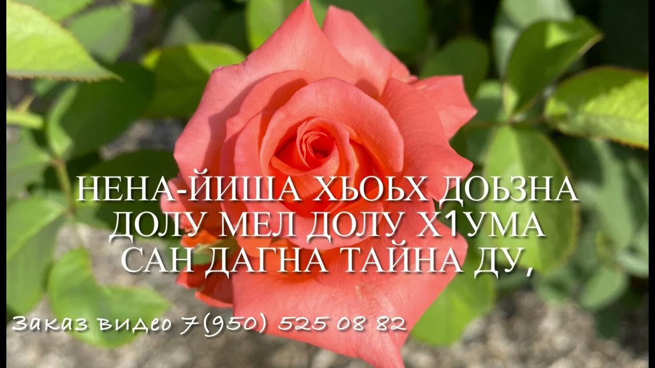 Нена йиша декъал йойла. Нен йишин лерин дешнаш. фото декъал йойла йиша.