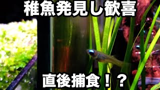 アフリカンランプアイの稚魚を発見 親 捕食行動 隔離を決意 する アクアリム動画です Youtube アフリカンランプアイの稚魚を発見 親 捕食行動 隔離を決意 する アクアリム動画です Youtube