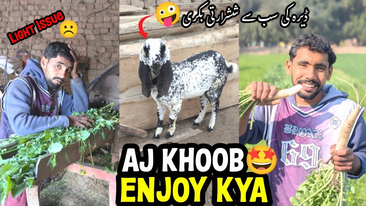 AJ Enjoy He Enjoy Kya🤩Goat Na Ajib Kam Kya Aj😨بجلی چلی گئی اب جانوروں کو چارا کیسے ڈالو 
