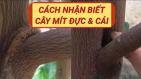cách nhận biết cây mít đực và cây mít cái