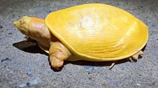 Rare yellow turtle found in India