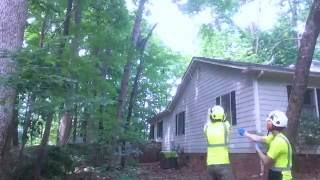 Releaf Tree Works: Tree Removal Time Lapse using Rope and Pulley Techniques