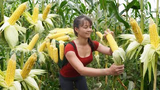 Harvesting Sweet Corn Go To Market Sell, Forest Fruit, Wild Banana | Phương - Free Bushcraft