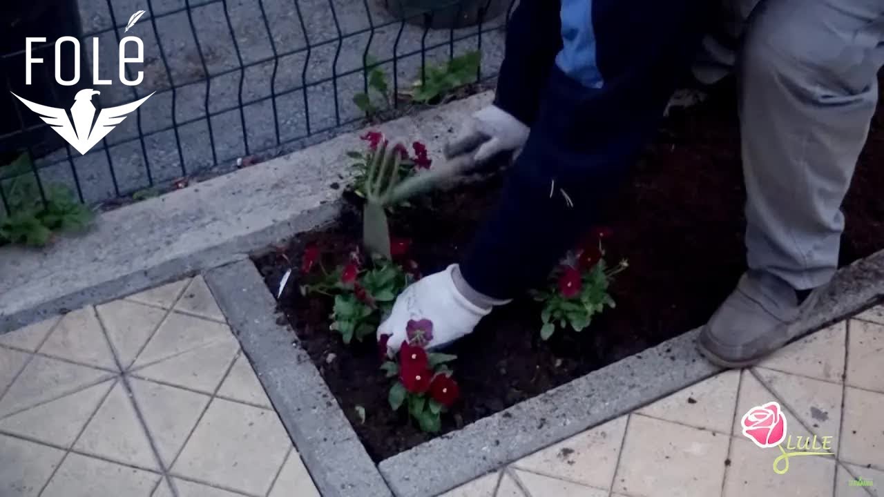 Mbjellja e luleve - Lule- 10.01.2019