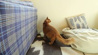 Kenta sneezing  ,  somali cat by TOKYO CATS 118 views 1 year ago 3 minutes, 50 seconds