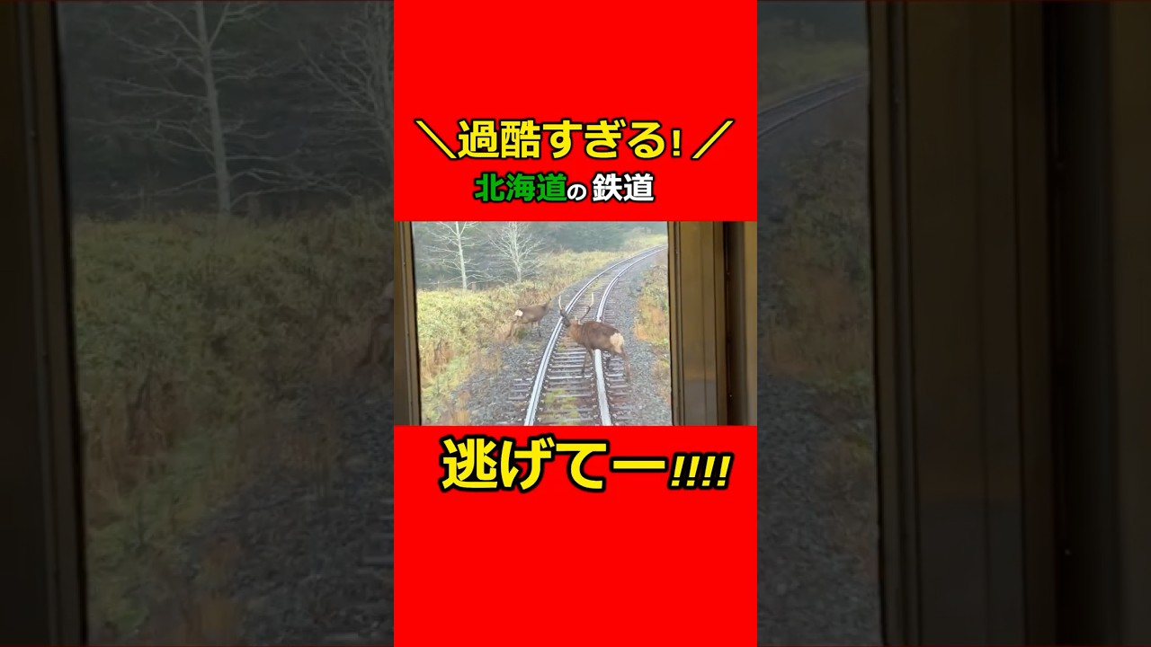 【危険】JR北海道の鉄道旅行は鹿だらけ!衝突寸前!過酷すぎる普通列車の旅! #鉄道 #北海道 #ローカル線