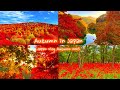 Autumn in japan  nagano hakone ibaraki  travel vlog