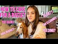 Basset Hound Care Basics の動画、YouTube動画。