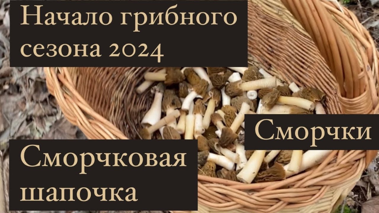 Начало грибного сезона 2024. Сморчки. Сморчковая шапочка.