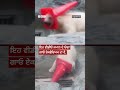 Traffic Cone ’ਚ ਫਸਿਆ Polar Bear ਹੋ ਗਿਆ ਵਾਇਰਲ | 𝐁𝐁𝐂 𝐏𝐔𝐍𝐉𝐀𝐁𝐈