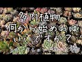 【多肉植物】超初心者さん向け！多肉の始め方