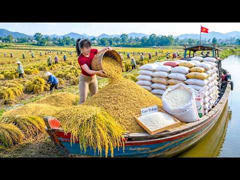 🌾 Cosecha Masiva De Arroz 😱 Miles De Gavillas Llenan Un Barco | Vida Rural