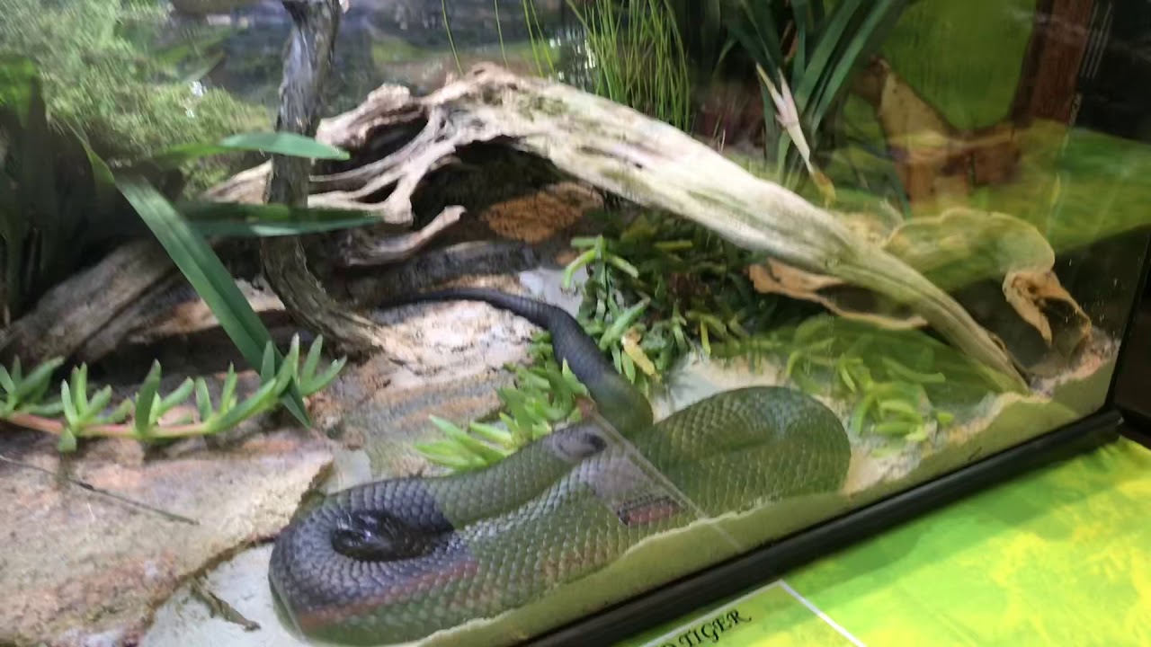 Melbourne reptile expo YouTube