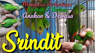Download Lagu Srindit || Ulasan Detail Perbedaan Jantan/Betina Pasti Akuraaat 100%. MP3 Download Lagu Srindit || Ulasan Detail Perbedaan Jantan/Betina Pasti Akuraaat 100%. MP3