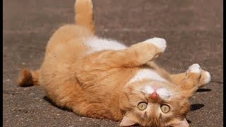 ❤ Рыжий кот играет. 😀 Позитивное видео и хорошее настроение.Смешные кошки лучшие друзья для детей ❤ Рыжий кот играет. 😀 Позитивное видео и хорошее настроение.Смешные кошки лучшие друзья для детей