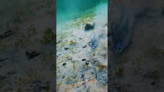 Ever seen a lure GO CRAZY like this? 🤯🔥#fishing #DaCrazyBush #chatterbait