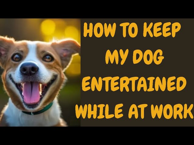 How Do I Keep My Dog Entertained While at Work?