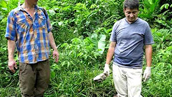 Chevron-Texaco Amazon Oil Spill: Soil Sample of a Supposedly Remediated Oil Pit