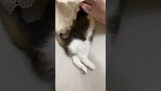 頭隠してお尻隠さずな猫😻#shorts