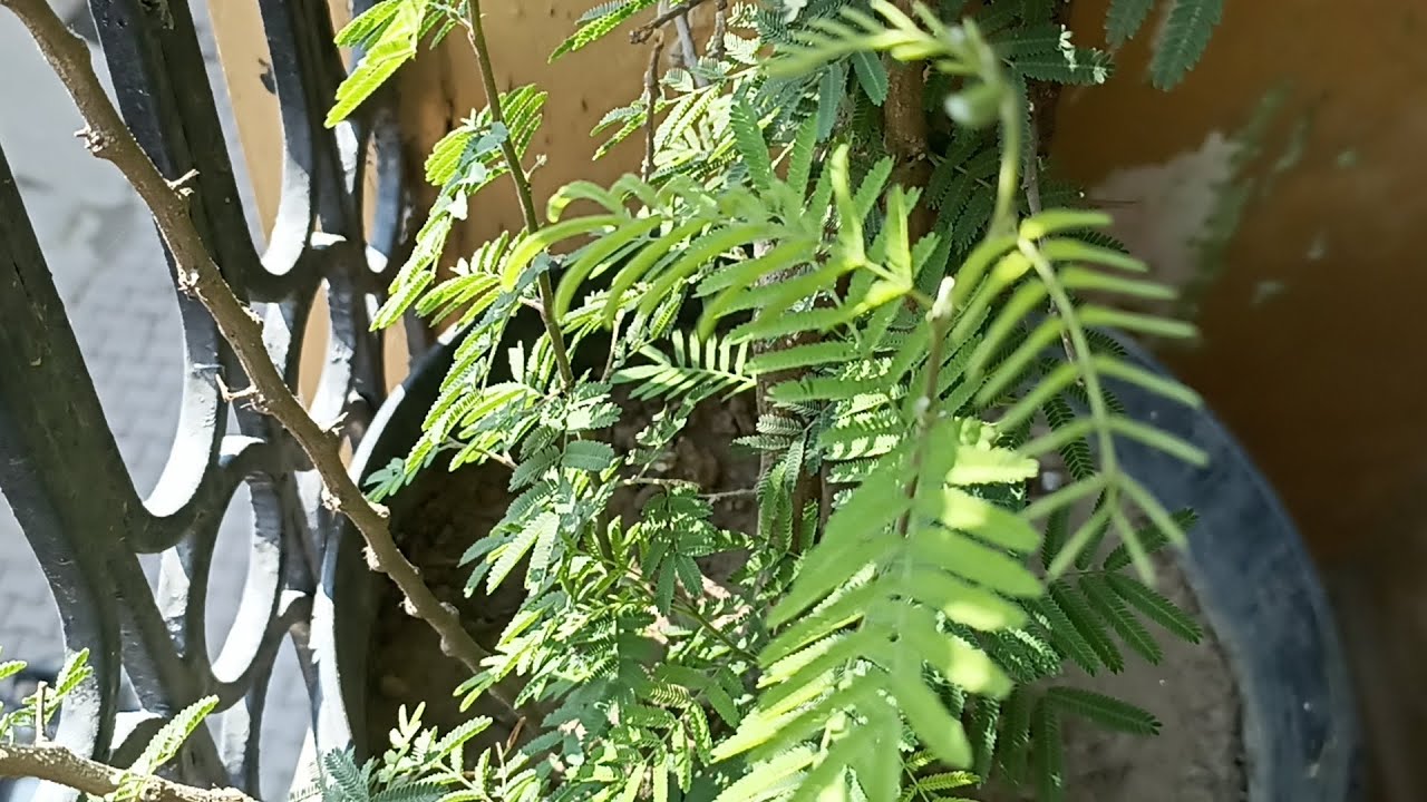 Shami plant/lucky plant for home/shami plant care#gardening #plants ...