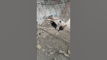 trống chuối tơ🐓 #thứcgàrừng86 #gàrừngrặc #gàrừngtaitrắng