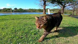 公園の猫「撮影するならもっとバエるとこ連れて行ってやるニャン」