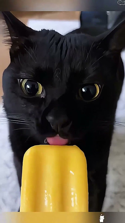 #cat #dog #us #usa #funny #happycats #catmemes #music #sheep #parrot #Horse #pets