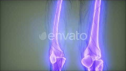 Transparent Human Body with Visible Bones | Motion Graphics - Envato elements