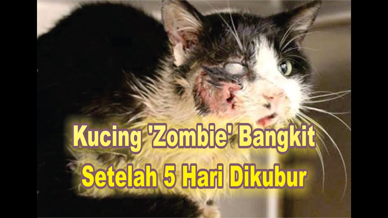 Kejadian Aneh Kucing Bangkit Dari Kubur Youtube