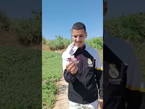 فاش كيتفرجو ولاد ختي