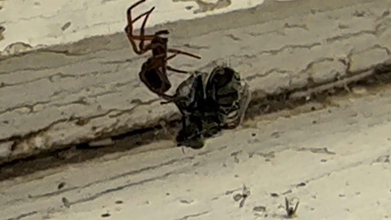 Паук жрет муху, spider eats a fly - YouTube