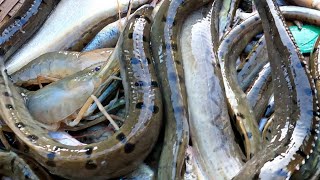 পদ্মার তাজা মাছ যখন ঘাটে কম থাকে তখন কত টাকা বিক্রি হয় দেখুন Padmariverfish | DN Eyes | River fish
