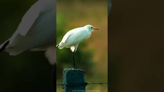 Kokku Meena Thinguma.......