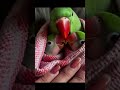 cute little #CuteParrot 💚 #Mitthu #BirdLover #ParrotBaby #CuteMoments ✨ #ViralShorts #