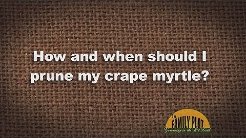 Q&A - How and When Should I Prune My Crape Myrtle?