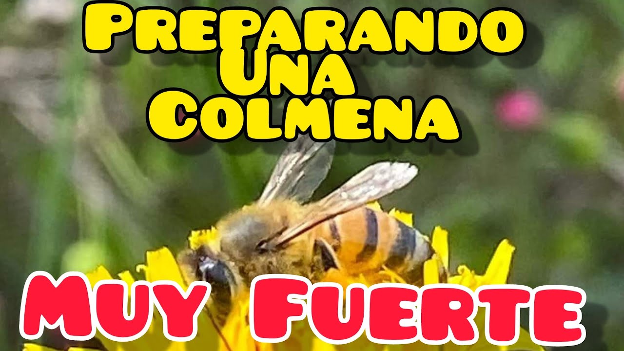 DE NUCLEO A COLMENA SEGUIMIENTO 3