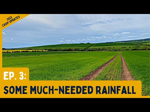 2022 Spring Barley: A Week Of Much-Needed Rainfall