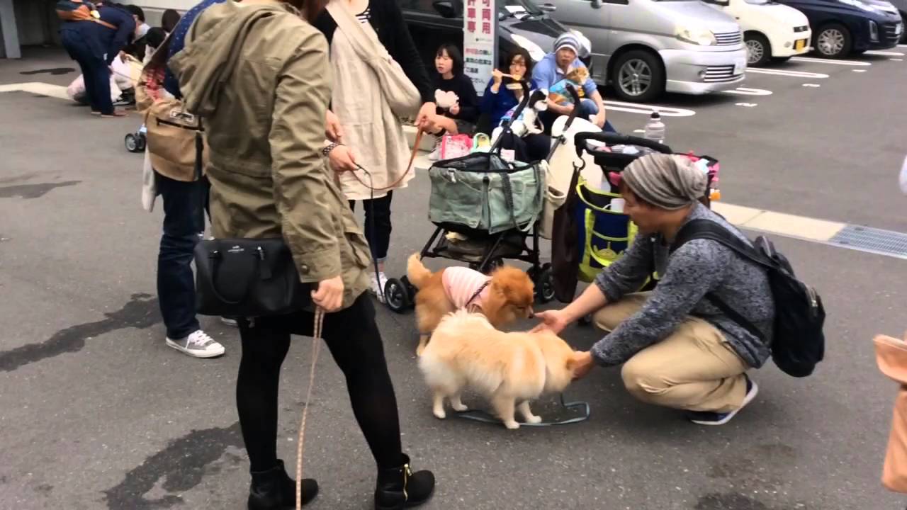 土佐犬が 超優しいぞ 沼津ドッグイベント 土佐犬の優しい顔アップ Youtube