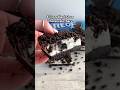 4-ingredient Oreo cheesecake bars