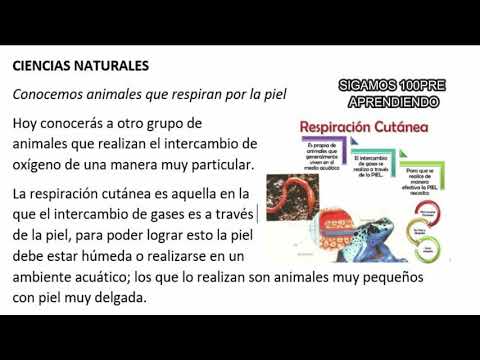 RESPIRACIÓN CUTÁNEA | ANIMALES QUE RESPIRAN POR LA PIEL hqdefault